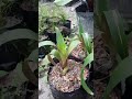 Tanaman hias bromelia giant merah I Alcantarea imperialis