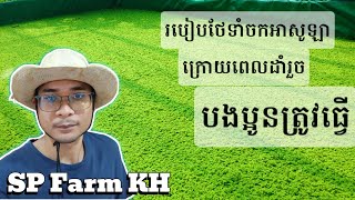 បច្ចេកទេសដាំចកអាសូឡា របៀបថែទាំចកអាសូឡាក្រោយពេលដាក់ដាំរួចដែលយើងត្រូវធ្វើបើចង់បានផលខ្ពស់