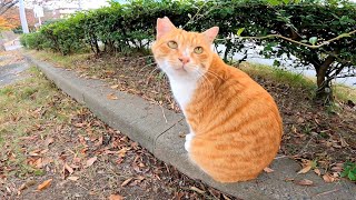 歩道に野良猫がいたので近づいてナデナデしたら他の猫も集まってきた