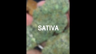 กัญชา Sativa