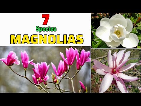 How many varieties of magnolia are there?