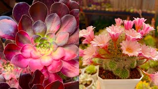 LELE’s SUCCULENT GARDEN | BLOOMING CACTUS | KOREAN SUCCULENTS | DẠO VƯỜN NGẮM SEN NHÀ LÊLÊ