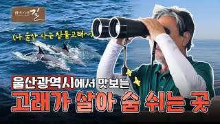 [테마기행 길] 울산에 돌고래떼를 볼 수 있는 곳이 있다..?! | MBC경남 240830 방송