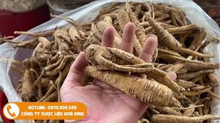 Bạch Chỉ - Vị Thuốc Không Thể Thiếu, Chữa Bệnh Cực Hiệu Quả