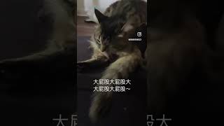 大屁股猫猫