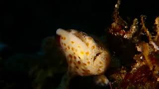 イロカエルアンコウ幼魚|伊豆大島の秋の浜