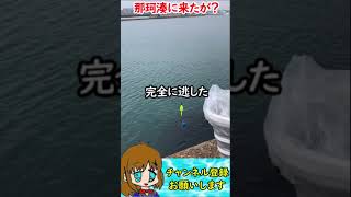 【つり道楽】那珂湊でぼっち釣り人寝坊したら朝まずめを逃した#shorte