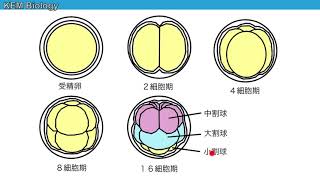 高校生物「関西学院大学2015大問２（ウニの発生・思考問題）」