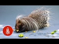 Meet the World's Largest Porcupine