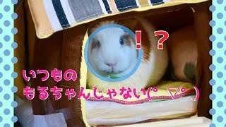 【モルモット】お風呂のあとの表情 bath time【kawaii guineapig】