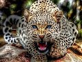 Los Ojos Del Leopardo| Animales Salvjes 《Documental》