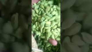 Green Cardamom 8mm silliguri | Available on IndiaMART