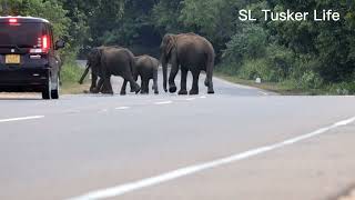 #srilanka   A herd of elephants crossing the road . சாலையைக் கடக்கும் யானைக் கூட்டம் .