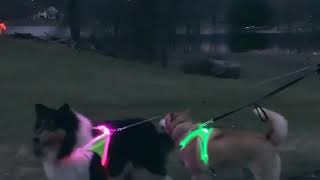 Led Pet Safety Harness ad