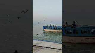 Chilika Lake's Avian Wonders: A Birdwatcher's Dream #ytshorts #youtubeshorts