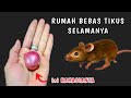 CUKUP PAKAI INI AJA, rumah jadi bebas dari TIKUS selamanya !!