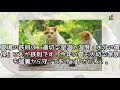 猫が熱中症にかかったときの原因と症状。夏バテ防止の予防策 japan pets