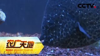 《农广天地》斑石鲷养殖技术 深水大网箱 安全又高效 20181101 | CCTV农业