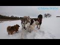 gopro husky enjoying the snowy eifel