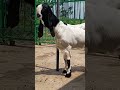 BABON CETAK ISTIMEWA DI KANDANGNYA KG.NASIR #kambing #jiooss channel #goat videos