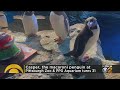 Casper, The Macaroni Penguin At Pittsburgh Zoo And PPG Aquarium, Turns 31