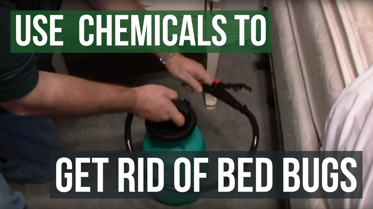 How To Get Rid Of Bed Bugs With Professional Chemicals - YouTube