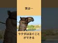 「【動物雑学】ラクダの驚き特徴5選🐪砂漠の船の意外な秘密とは？音声 voicevox ずんだもんbgm もっぴーさうんど「escort」 ポケット動物図鑑 ラクダ」