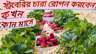 স্ট্রবেরির চারা রোপন করবেন! কখন/কোন মাসে? Strawberry Cultivation || Strawberry || Strawberry Farming