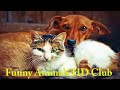 FUNNY CATS & DOGS 🐱🐶 FUNNY ANIMALS 🦜🐒🦁🐼🐯 NEW FUNNY VIDEOS 📽 #60