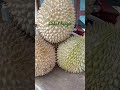 Durian lokal