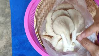 🍄#เคล็ดลับถนอมเห็ด #เก็บเห็ดยังไงไม่ให้เน่า #เก็บเห็ดไว้กินได้นาน🍄