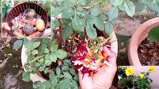 இனி ரோஜா செடி நல்லா வளர வெறும் காய்கறி உரம் போதும் |Vegetable Waste Fertilizer for Rose Plant Growth