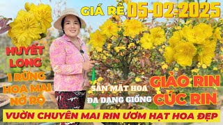 CHỊ PHƯƠNG Giao Lưu Mai Vàng Giá Rẻ, Huyết Long Đọt Đỏ, Giảo Hương Chùm, Ngọc Mai • THÀNH TRỌNG LÊ