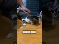 sipaling manja #catlover #catshorts #cute #cutecat #funnyvideo #animallover #blessingtoday #fyp