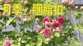 【養養養花花花】胭脂扣可以多季節開花，長勢快，只需種棵牙籤苗，一年就能爬滿牆