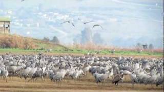 Hula Lake, Israel - January 3, 2012