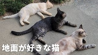 涼しくなるのをじっと待つ猫たち