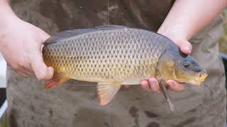 Common carp removal