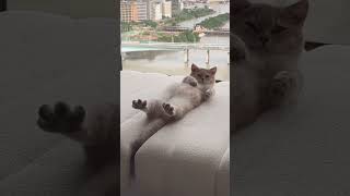 A leisurely cat