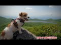 【犬連れ百名山⑮】ジャックラッセルテリアと磐梯山　ついでに猫魔ヶ岳 hike with dog in japan jack russell terrier