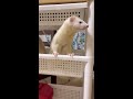 ライド気分なフェレット shorts ferret