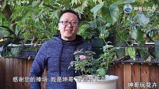 家里月季有点儿多，索性栽到一个盆里，效果超出我的预期 【坤哥玩花卉】