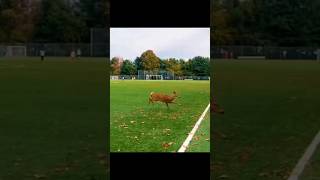 Curiosity: Unbelievable! Deer Smashes into Tree While Jumping Fence #shorts #deer #injured #wild