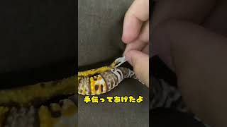 【脱皮】飼い主に脱皮を手伝ってもらうレオパが可愛すぎた…!! #shorts