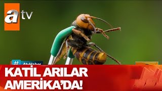 Katil arılar Amerika'da - Atv Haber 8 Mayıs 2020