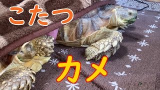 こたつに入るカメ2匹、もはや猫！？