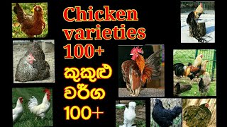 chicken varieties කුකුළු වර්ග 100+