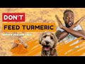 DIY GOLDEN PASTE FOR DOGS 🐶 in Under 10 Minutes! Don't Feed Turmeric Before You See This!