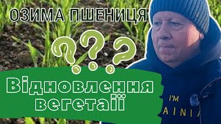 ⚡️⁉️ЧИ ВІДНОВИЛА ВЕГЕТАЦІЮ ОЗИМА ПШЕНИЦЯ 🌾...