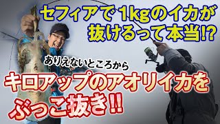 シマノのティップランロッドで1㎏のアオリイカが抜けるってホント？ありえないところからキロアップのアオリイカをぶっこ抜き！！【イカ先生チャンネル】